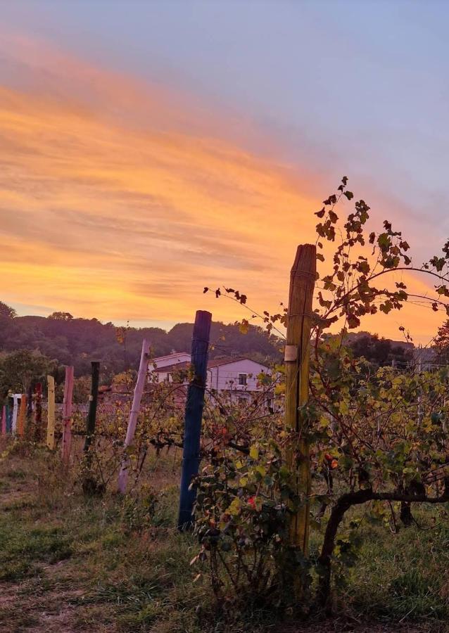카판노리 La Casa Nella Vigna Colline Del Vino 아파트 외부 사진