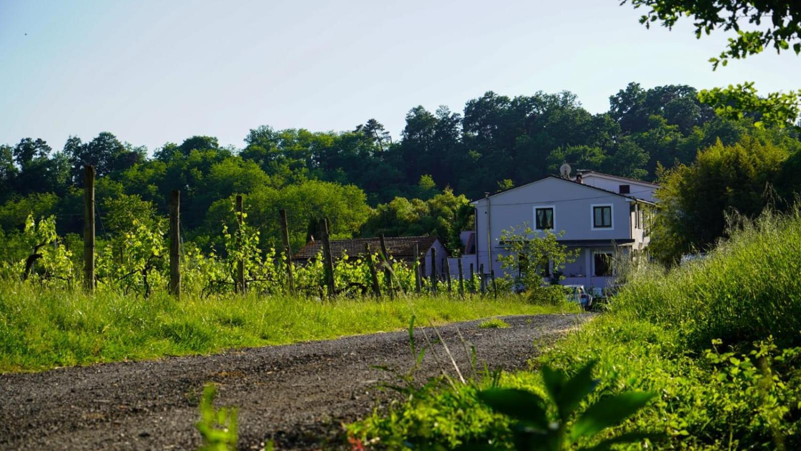 카판노리 La Casa Nella Vigna Colline Del Vino 아파트 외부 사진